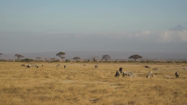 Blauwe Gnoes Connochaetes Taurinus Migratie Grazen Vlaktes Nationaal Park Amboseli — Stockvideo