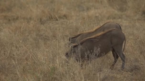 Een Wrattenzwijn Phacochoerus Africanus Voeren Amboseli National Park Kenia — Stockvideo