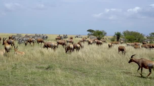 Plains Zebras Equus Burchelli Grazen Grasland Masai Mara Natuurreservaat Kenia — Stockvideo