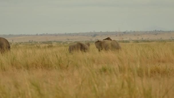 Dva Africké Sloní Býci Bojují — Stock video