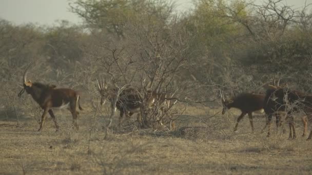 Stádo Sobných Antilop Prochází Travnatým Porostem Savanna — Stock video