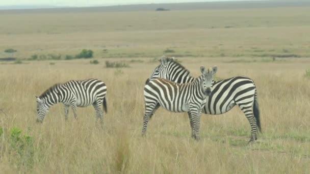 Plains Zebras Equus Burchelli Grassland Masai Mara Game Reserve Kenya — 비디오