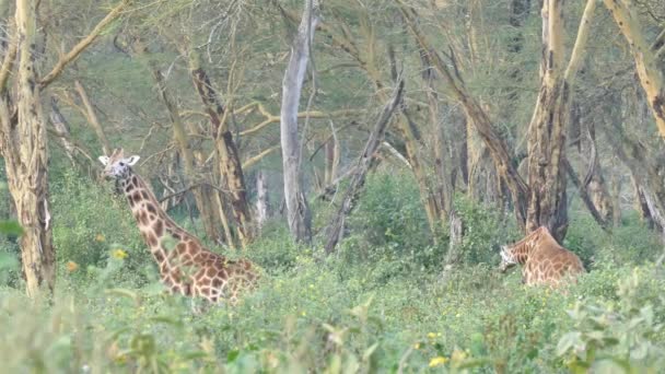Girafas Giraffa Camelopardalis Parque Nacional Lago Nakuru Quênia — Vídeo de Stock