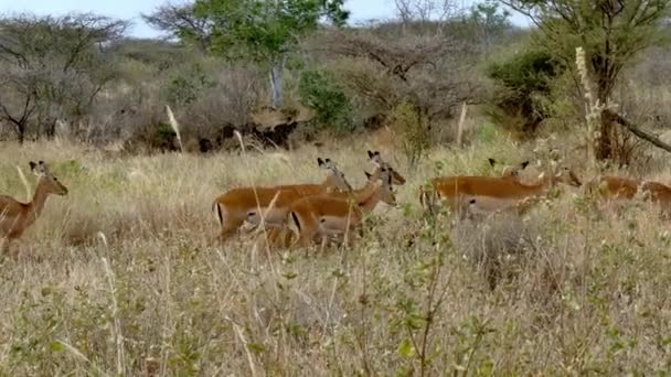 Group Impalas Aepyceros Melampus Walking Fields Tsavo West National Park — Stock Video