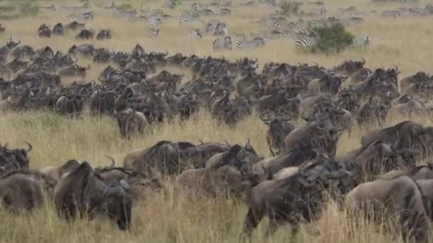 Blue Wildebeest Connocheets Taurinus Plains Zebras Safari Masai Mara Game — ストック動画