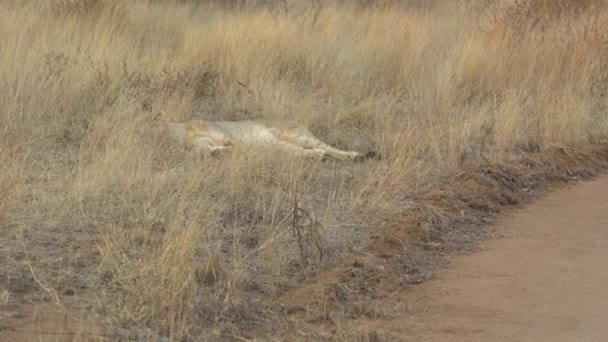 Afrikaanse Safari Leeuwin Panthera Leo Liggend Het Gras Polokwane — Stockvideo