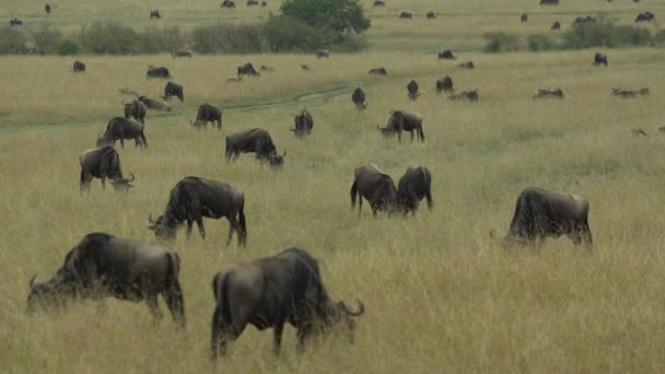 Blauwe Gnoes Connochaetes Taurinus Migratie Grazen Vlaktes Masai Mara Natuurreservaat — Stockvideo