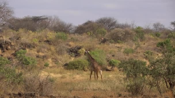 Африканская Дикая Жизнь Гирафа Giraffa Camelopardalis Национальный Парк Цаво Уэст — стоковое видео