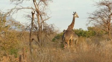 Zürafalar (Giraffa Camelopardalis), Tsavo Batı Ulusal Parkı, Kenya