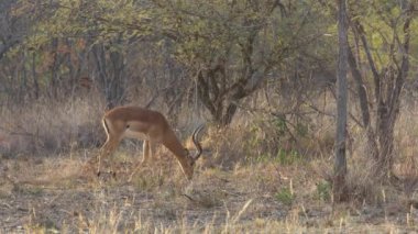 Impalas, Aepyceros Melampus, Walking On Fields, Nairobi Ulusal Parkı, Kenya