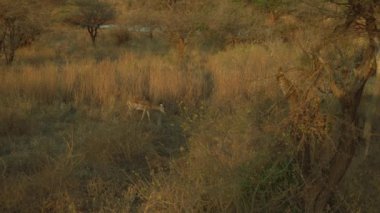 Impala Aepyceros Melampus, Tarlalarda Yürüme, Tsavo Batı Ulusal Parkı, Kenya