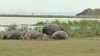 Hippopotamus Sürüsü Dinleniyor ve Nehir Kıyısı, Amboseli Ulusal Parkı, Kenya