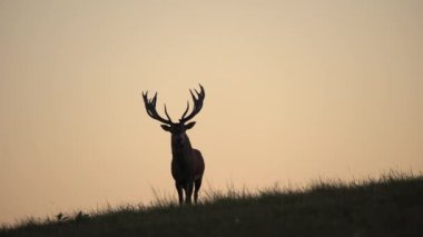 Kırmızı Geyik (Cervus elaphus) Geyik Böğürmesi sırasında. Macaristan