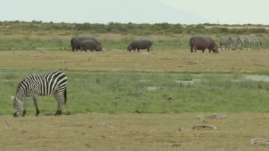 Hippopotamus Amphibius ya da Hippo Büyük ve Ovalı Zebralar (Equus Burchelli) Kenya, Amboseli Ulusal Parkı, Amboseli Ulusal Parkı 'nda otluyor