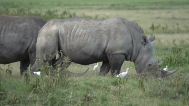 Beyaz Gergedan ya da Kare Dudaklı Gergedan (Ceratotherium Simum). Kenya Nakuru Gölü Milli Parkı