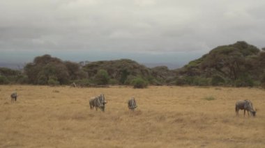 Vahşi Antilop Gnu Otlağı, Amboseli Ulusal Parkı, Kenya