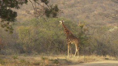 Afrika Vahşi Hayatı - Zürafa (Züraffa Camelopardalis), Polokwane Çevresi