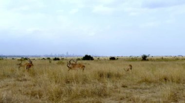 Impalas, Aepyceros Melampus, Walking On Fields, Nairobi Ulusal Parkı, Kenya