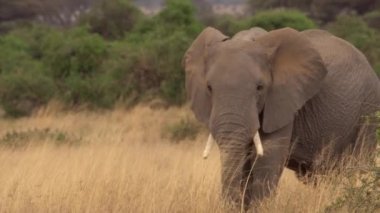 Afrika Fili (Loxodonta Africana) Amboseli N.p., Kenya