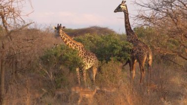 Zürafalar (Giraffa Camelopardalis), Tsavo Batı Ulusal Parkı, Kenya