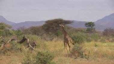 Afrika Vahşi Hayatı - Zürafa (Zürafa Camelopardalis), Tsavo Batı Ulusal Parkı, Kenya