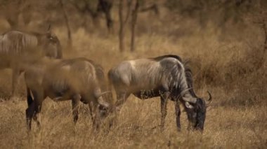 Vahşi Antilop Gnu Otlağı, Tsavo Batı Ulusal Parkı, Kenya