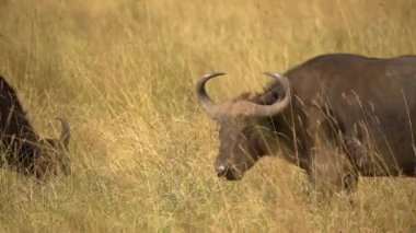 Cape Buffalo (Syncerus Caffer) Otlatma, Nairobi Ulusal Parkı, Kenya