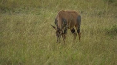 Topi antilop (Damaliscus lunatus) yemek, Masai Mara Oyun Rezervi, Kenya
