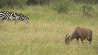 Topi antilop (Damaliscus lunatus) yemek, Masai Mara Oyun Rezervi, Kenya