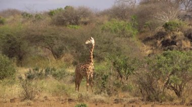 Afrika Vahşi Hayatı - Zürafa (Zürafa Camelopardalis), Tsavo Batı Ulusal Parkı, Kenya