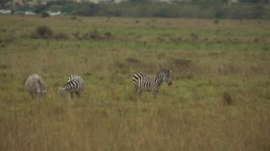 Ovalar Zebra (Equus Burchelli) Otlaklar Ülkesi, Nairobi Ulusal Parkı, Kenya