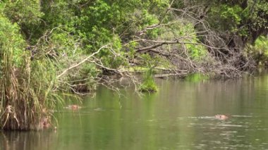 Su aygırı (Hippopotamus amfibi) bir gölde yüzüyor. Tsavo Batı Ulusal Parkı, Kenya