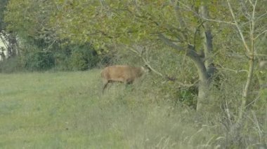 Kırmızı Geyik (Cervus elaphus) Geyik Böğürmesi sırasında. Macaristan