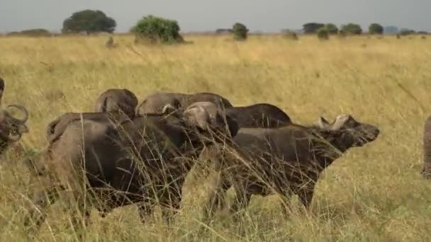 Buffalo Africano Syncerus Caffer Herd Standing Nairobi National Park Quênia — Vídeo de Stock
