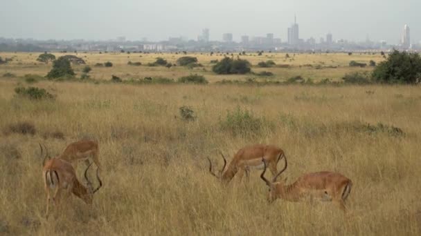 Zebras Equus Burchelli Grazing Grassland Tsavo West National Park Kenya — 비디오