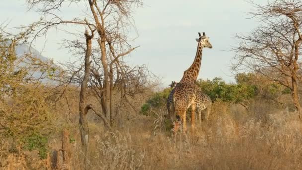 Giraffes Giraffa Camelopardalis Tsavo West National Park Kenya — 图库视频影像