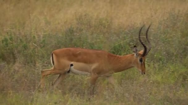 Impala Aepyceros Melampus Walking Fields ナイロビ国立公園 ケニア — ストック動画