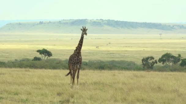 Vida Silvestre Africana Jirafa Jirafa Camelopardalis Reserva Caza Masai Mara — Vídeo de stock
