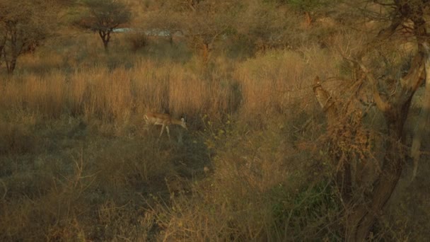 Impala Aepyceros Melampus Caminando Campos Parque Nacional Tsavo West Kenia — Vídeos de Stock