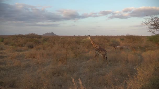 African Wildlife Giraffe Giraffa Camelopardalis Tsavo West National Park Kenya — 图库视频影像