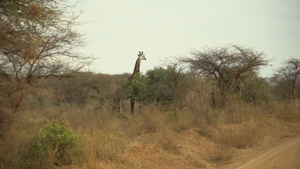 アフリカの野生動物 キリン Giraffa Camelopardalis Tsavo West国立公園 ケニア — ストック動画