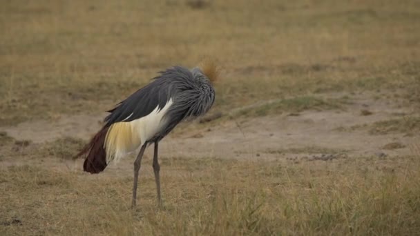 Серая Корона Balearica Regulorum Саванне Национальный Парк Амбосели Кения — стоковое видео