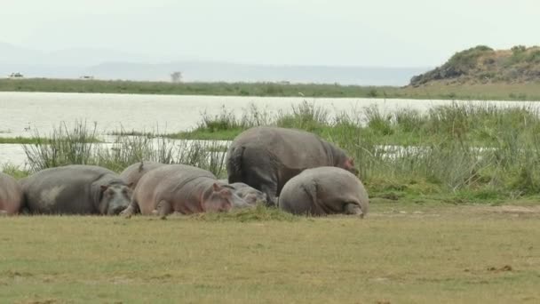 Hroch Stádo Odpočívá Břeh Řeky Národní Park Amboseli Keňa — Stock video