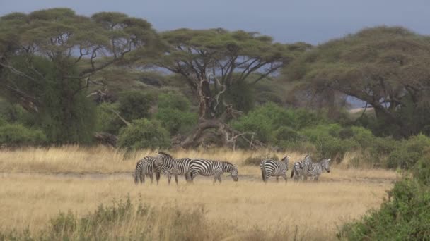 Равнины Зебры Equus Burchelli Пастбища Лугу Национальный Парк Амбосели Кения — стоковое видео