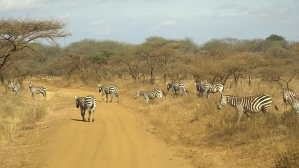 Llanuras Cebras Safari Parque Nacional Tsavo West Kenia — Vídeo de stock