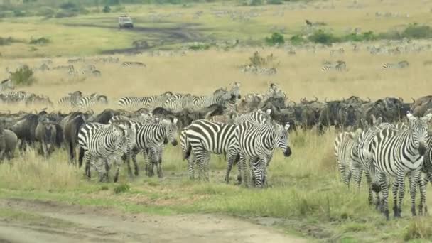 Wildebeest Azul Connochaetes Taurinus Cebras Llanura Safari Reserva Caza Masai — Vídeo de stock