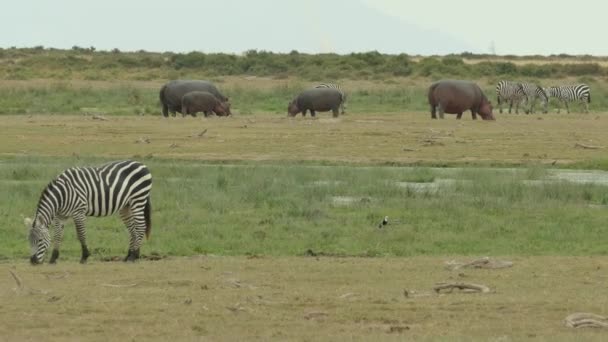 Hippopotamus Amphibius Hippo Large Plains Zebras Equus Burchelli Grazing Grassland — Vídeo de stock