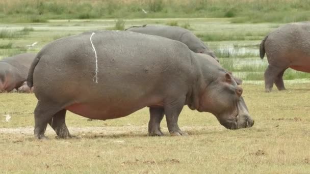 Manada Hipopótamos Descansando Comiendo Orilla Del Río Parque Nacional Amboseli — Vídeos de Stock