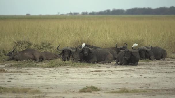 Bufalo Bulls Gazing Savanna Africa Parco Nazionale Amboseli Kenya — Video Stock