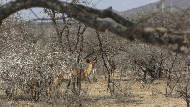 Greater Kudu Tragelaphus Strepsiceros Polokwane — Stock Video